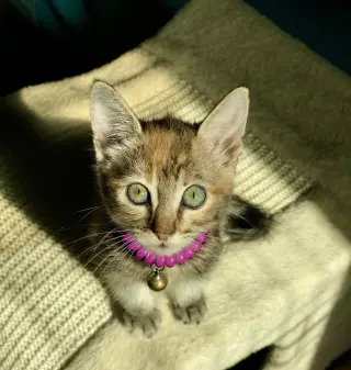 Little Ann