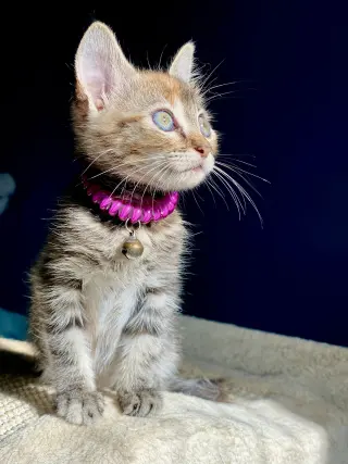 Little Ann