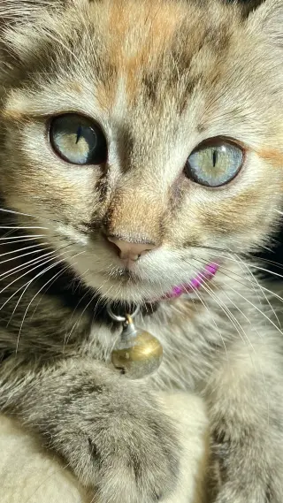 Little Ann