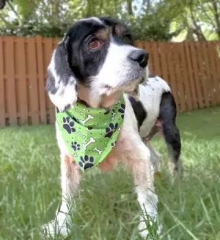Hank