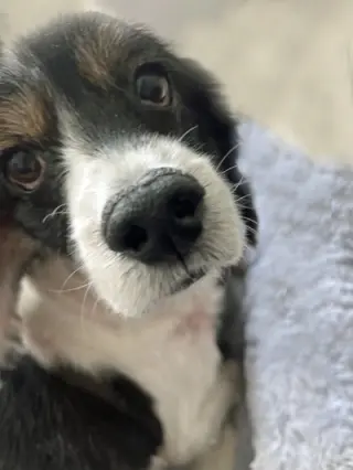 Hank