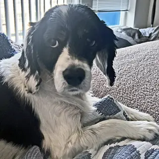 Hank