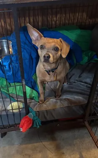 Hugo