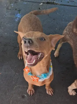 Hugo