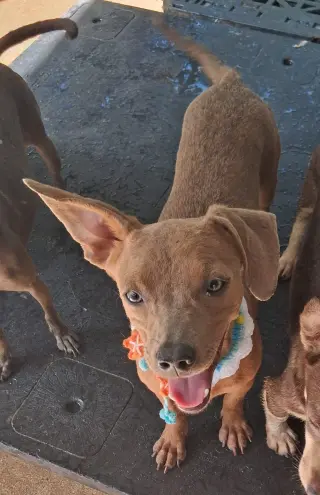 Hugo