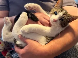 Apawllo
