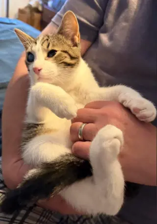 Apawllo