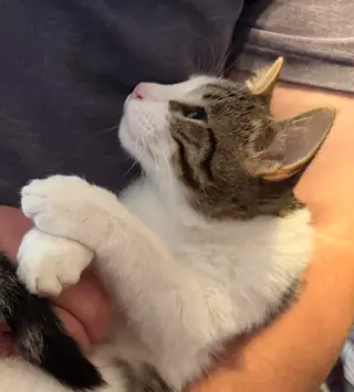 Apawllo