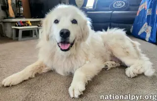 Mason in KY - Soft-hearted & Devoted!