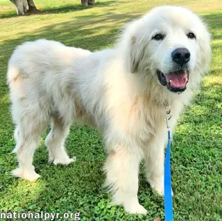 Mason in KY - Soft-hearted & Devoted!