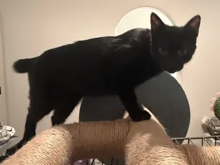 Kunani