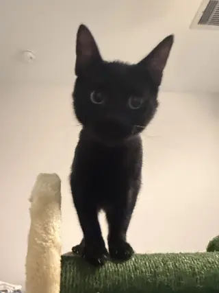 Kunani