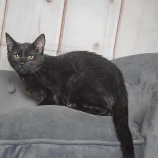 Foster