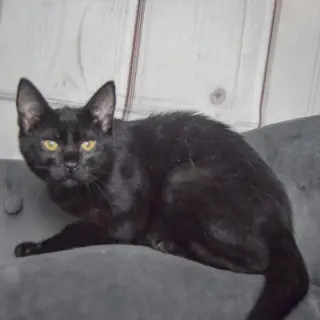 Foster