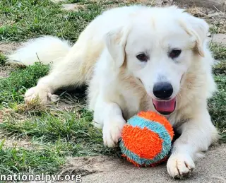 Bear in KY - Loves To Play With Other Dogs!