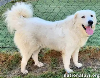 Bear in KY - Loves To Play With Other Dogs!