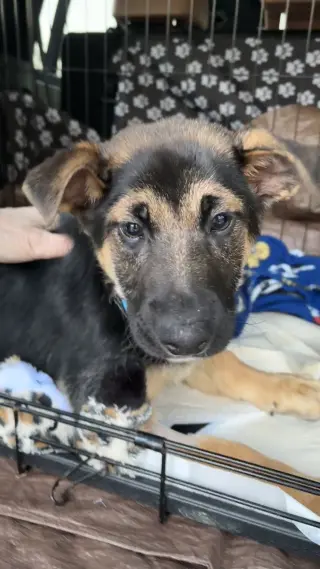 Elsie