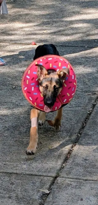 Elsie