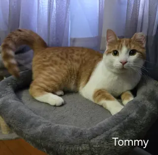 Tommy