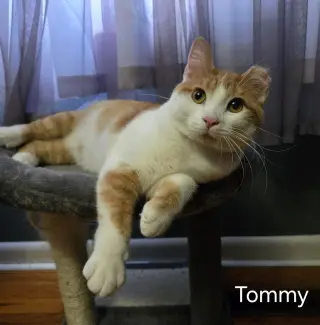 Tommy