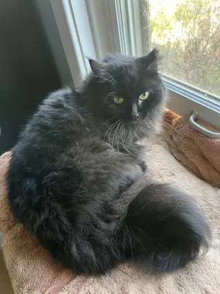 Circe (chirpy, fluffy, loving)