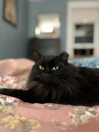 Circe (chirpy, fluffy, loving)