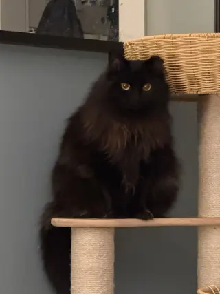 Circe (chirpy, fluffy, loving)