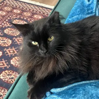 Circe (chirpy, fluffy, loving)