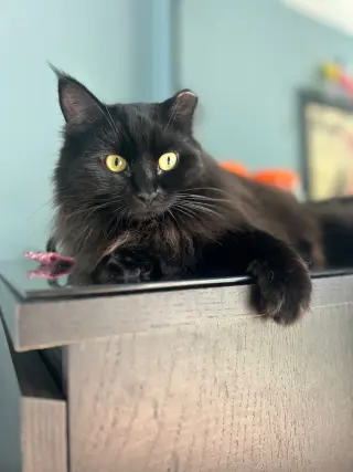 Circe (chirpy, fluffy, loving)