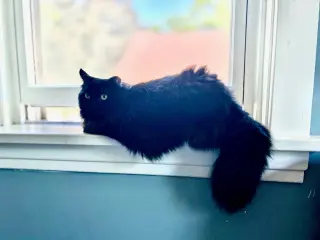 Circe (chirpy, fluffy, loving)