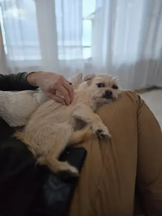 Hazel