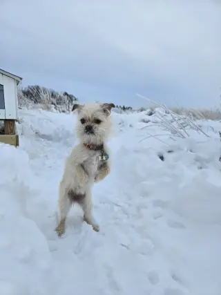 Hazel