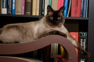 Clyde (bonded w/ Bonnie)