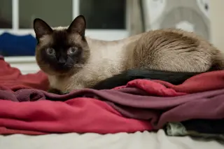 Clyde (bonded w/ Bonnie)