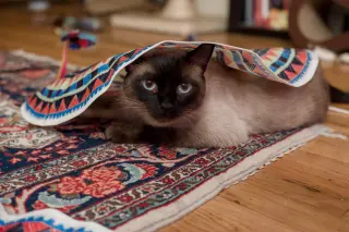 Clyde (bonded w/ Bonnie)