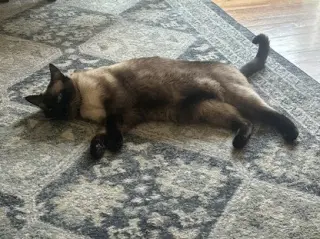 Clyde (bonded w/ Bonnie)