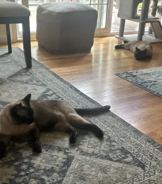 Clyde (bonded w/ Bonnie)