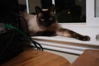 Clyde (bonded w/ Bonnie)