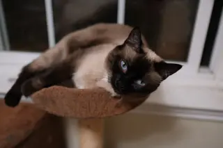 Bonnie (bonded w/ Clyde)