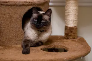 Bonnie (bonded w/ Clyde)