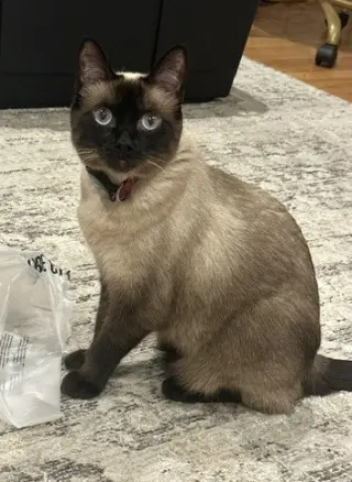 Bonnie (bonded w/ Clyde)