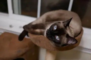 Bonnie (bonded w/ Clyde)