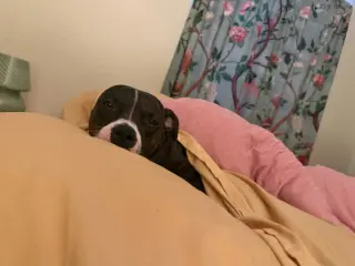 Charlie