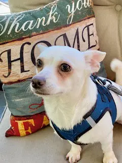 Lola ADOPTED!