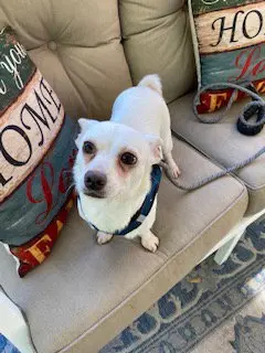 Lola ADOPTED!