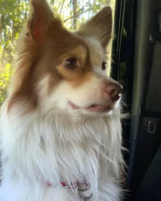Shep