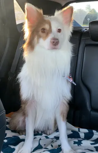Shep