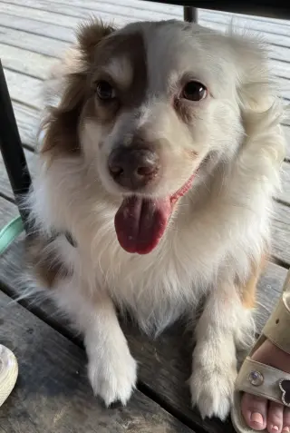 Shep