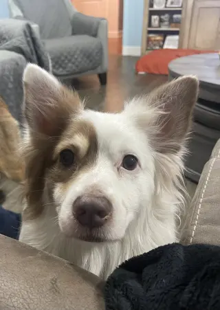 Shep