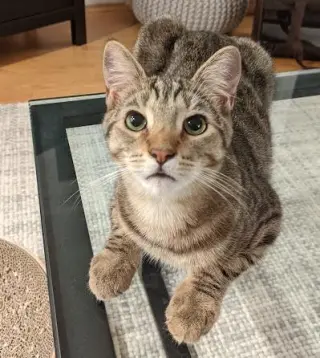 Calypso (bonded w/ Poseidon)